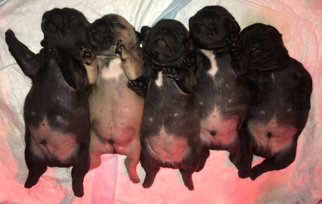 Du Domaine Des Quatre Ine - Chiots nés le 18 juillet 2017